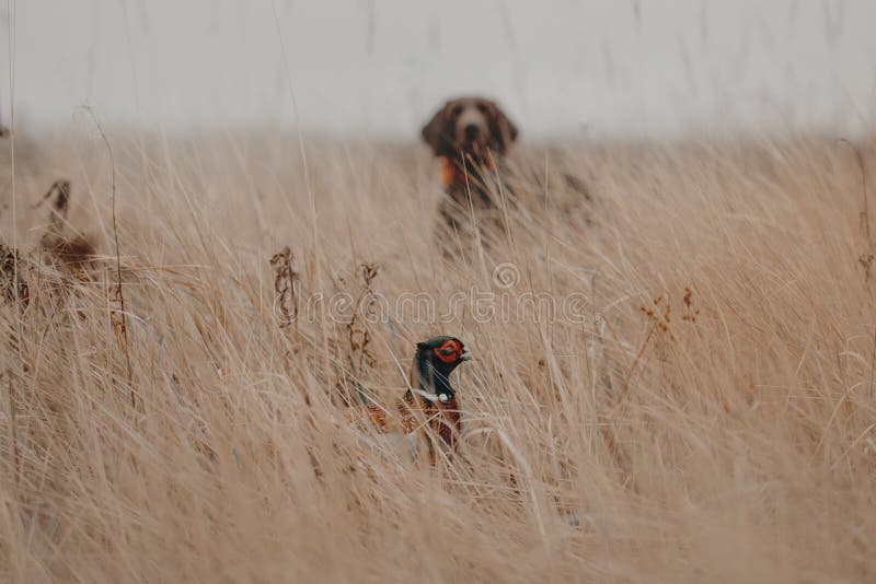 Pheasant bird hiding in the grass with a hunting dog visible in the background. Pheasant bird hiding in the grass with a hunting dog visible in the background