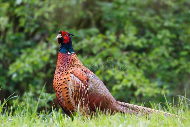 Side portrait of male common pheasant bird in countryside with leafy background. Side portrait of male common pheasant bird in countryside with leafy background.