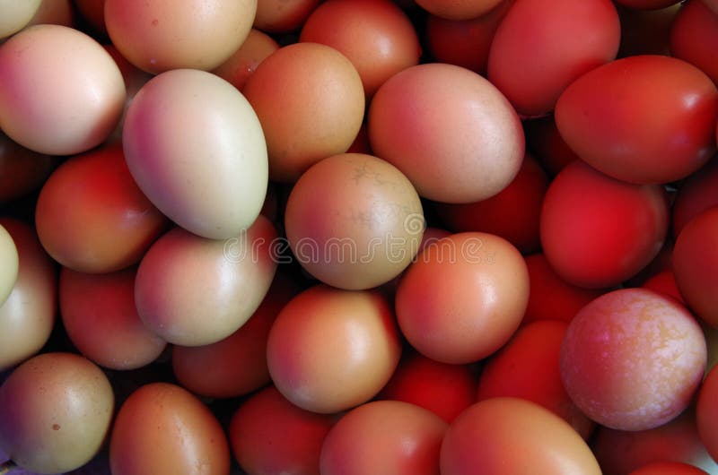 Pheasant eggs stock image. Image of fragility, bird, animals 95668399