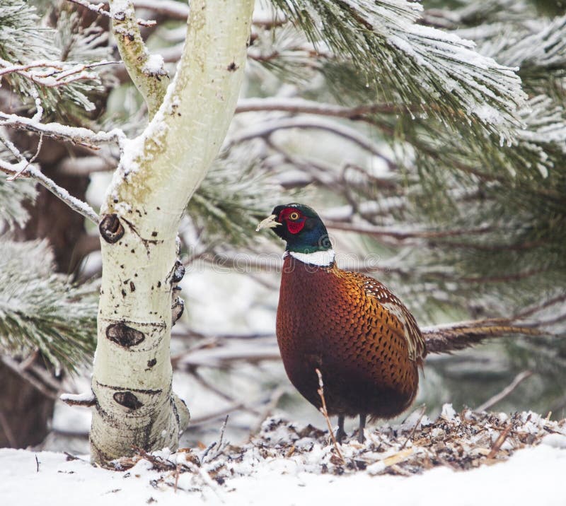 The pheasant is an exotic imported game bird that is prey for every predator. He hides under the aspen or pine tree, or other cover in snow. The pheasant is an exotic imported game bird that is prey for every predator. He hides under the aspen or pine tree, or other cover in snow.