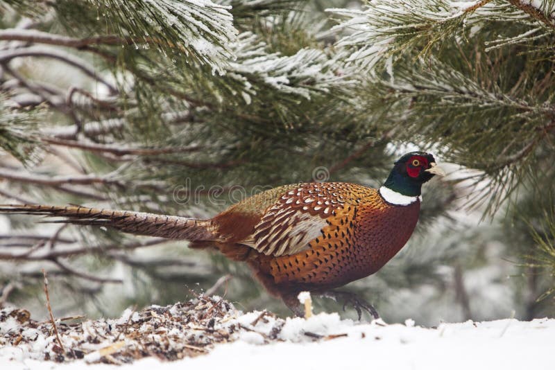 The ring necked pheasant is an exotic imported game bird that is prey for every predator. He hides under the evergreen pine tree in snow. The ring necked pheasant is an exotic imported game bird that is prey for every predator. He hides under the evergreen pine tree in snow.