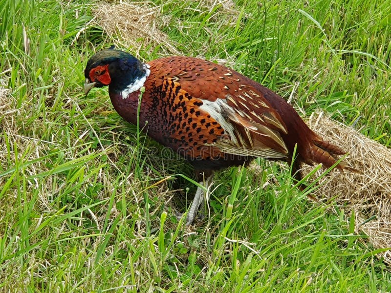 Pheasant Farm Near Me A Guide to Commercial, Hobbyist, and Conservation-Focused Operations