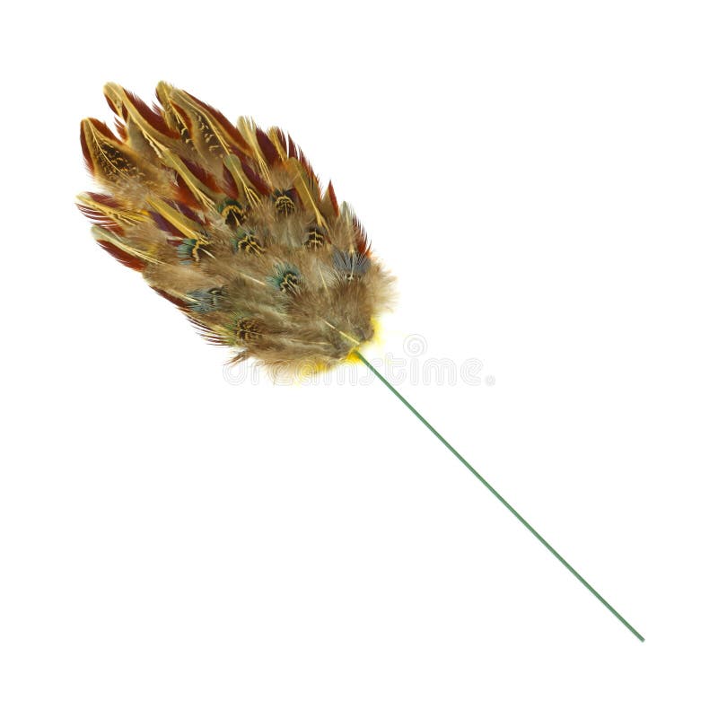 Pheasant feather duster stock image. Image of accent 15087889