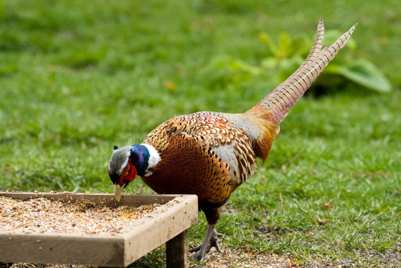 Pheasant feeding on seeds stock photo. Image of bird, feeding 4821564