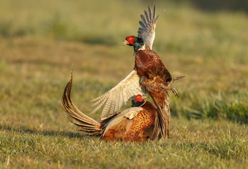 Pheasant fighting