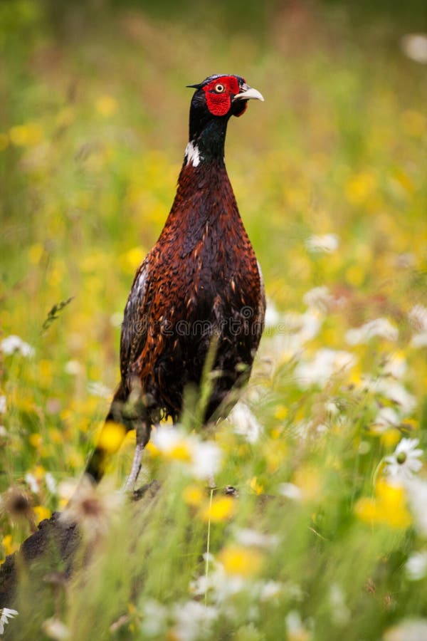 Pheasant