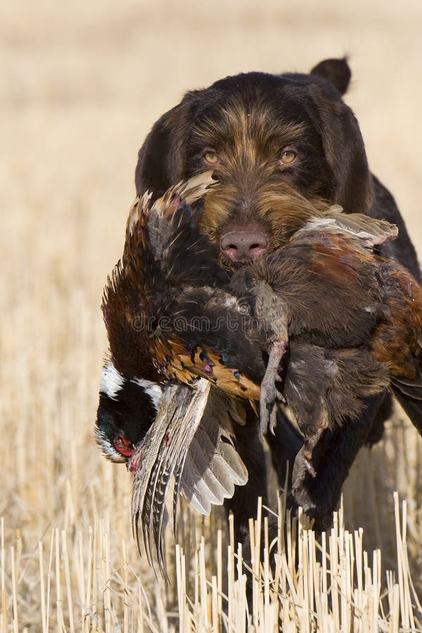 A Hunting Dog With A Pheasant Stock Photo Image of german, pheasant