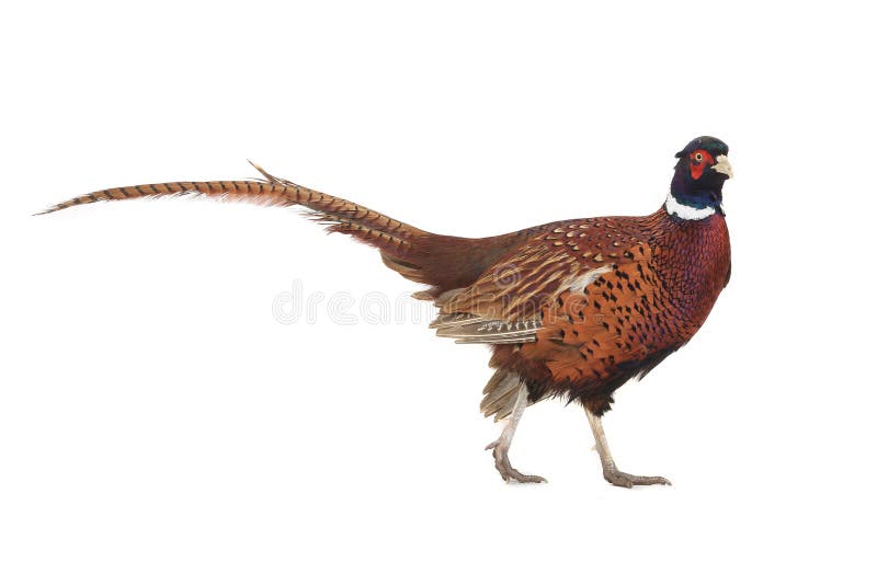 Pheasant