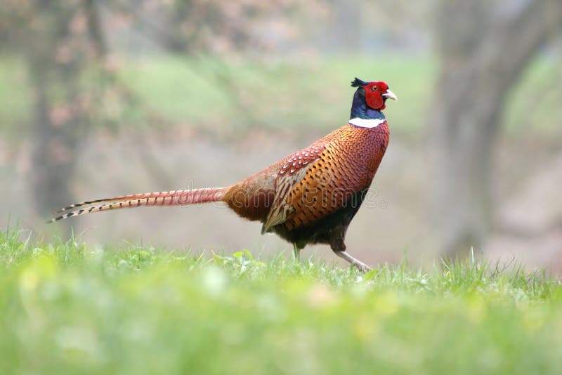 Bird pheasant on spring in the park. Bird pheasant on spring in the park