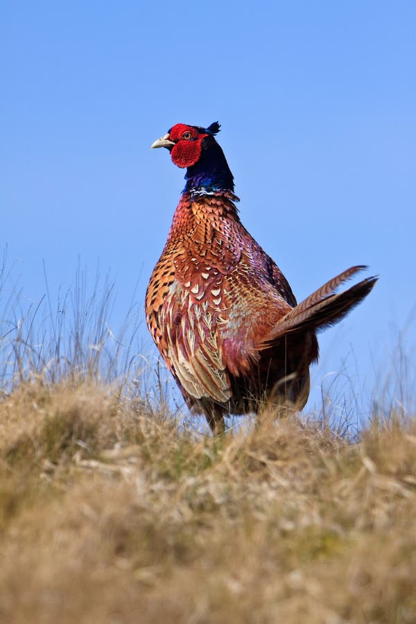 Pheasant male bird in a dunes landscape. Pheasant male bird in a dunes landscape