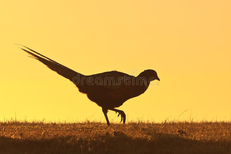 Pheasant male bird walking on a hill at sunrise