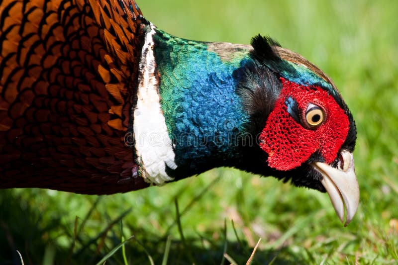 Pheasant male Close up Profile of Vibrant Colours royalty free stock photography