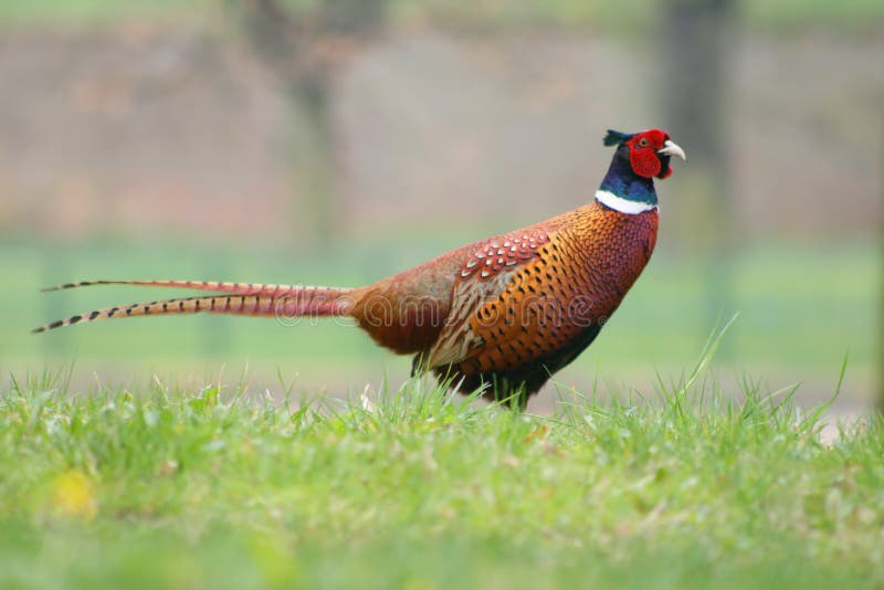 Bird pheasant in spring park. Bird pheasant in spring park