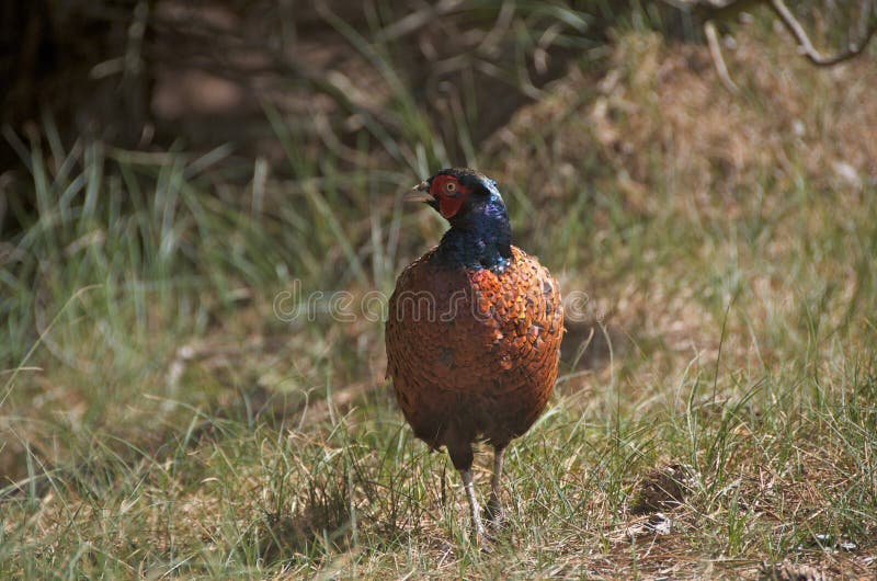 Pheasant [Phasianus colchicus]