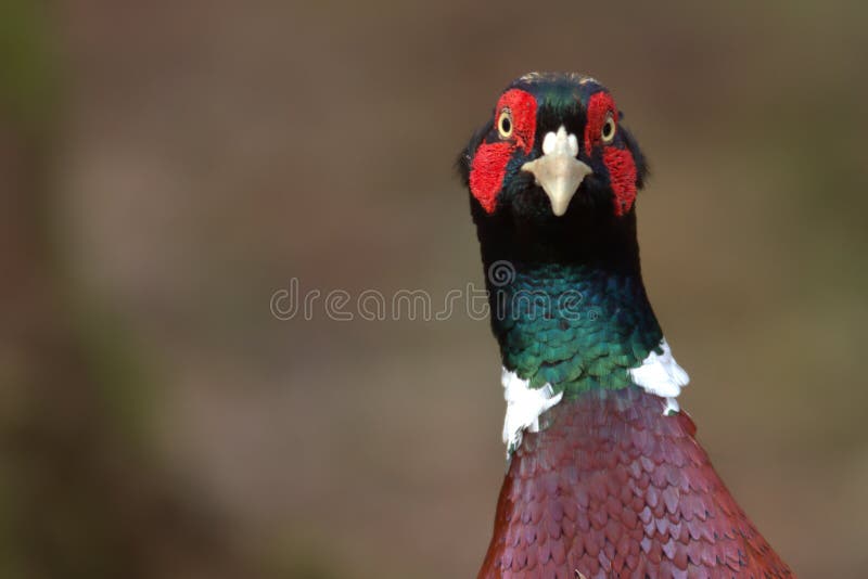 A close up portrait of a Pheasant (Phasianus colchicus). This bird is largely kept and bred for gunsport purposes.