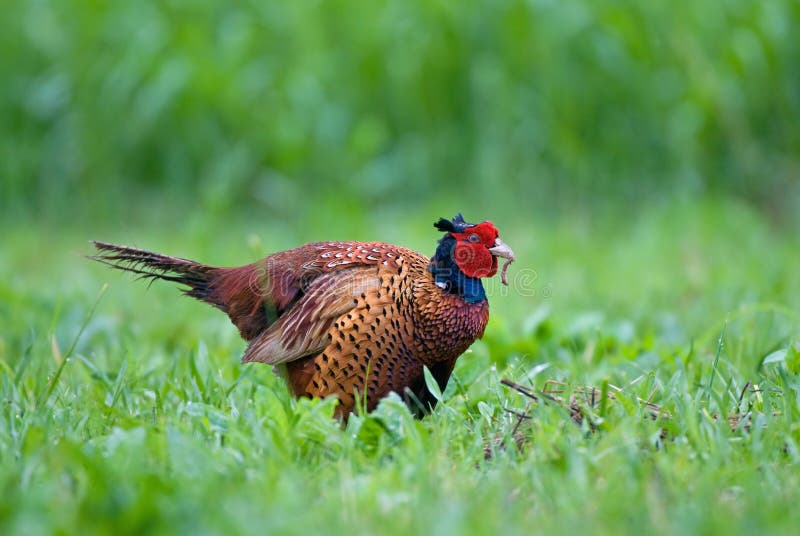 Pheasant Eating from a Bird Feeder Stock Image Image of colorful