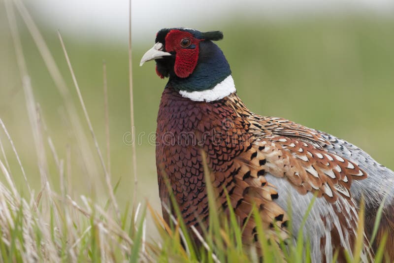 Pheasant portrait, a popular game bird in the UK