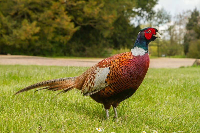 Pheasant standing in field stock photo. Image of beautiful 70789578