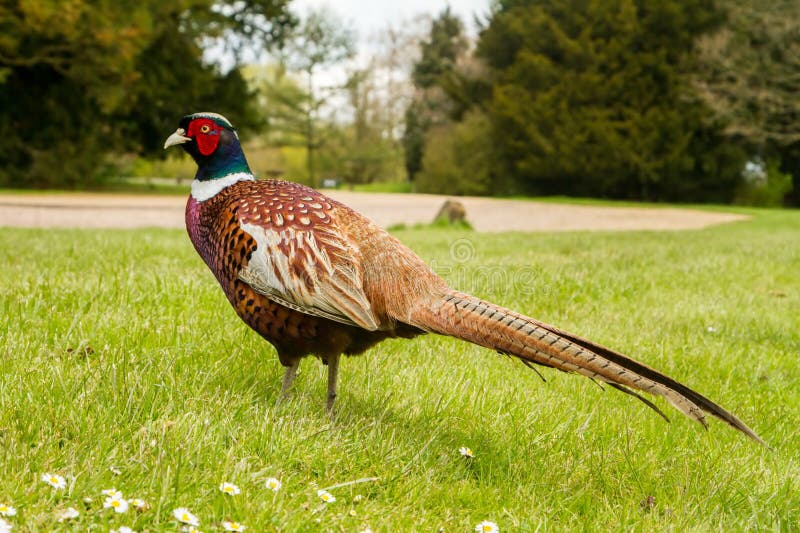 A Pheasant standing on grass in full spring mating plumage bright feathers game bird. A Pheasant standing on grass in full spring mating plumage bright feathers game bird