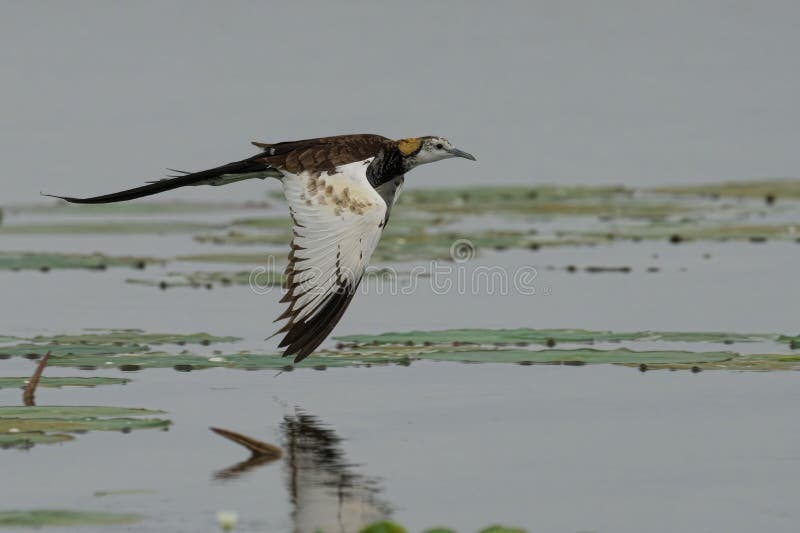 Pheasant-tailed jacana soaring through an aquatic environment featuring lily pads stock photography