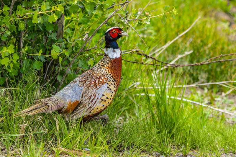 Wild male pheasant walking in field