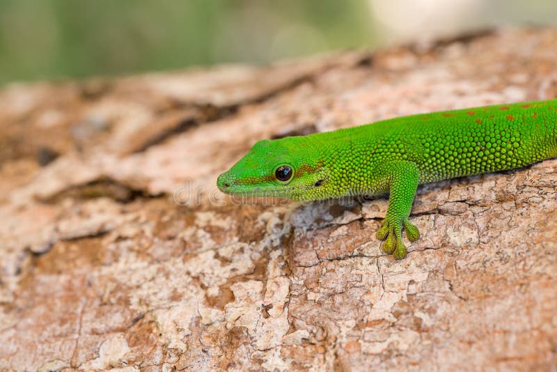 Phelsuma madagascariensis day gecko, Madagascar stock image