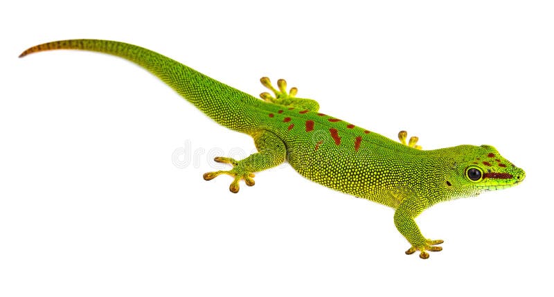 Phelsuma madagascariensis - gekon fotografia royalty free Phelsuma madagascariensis - gekon fotografia royalty free