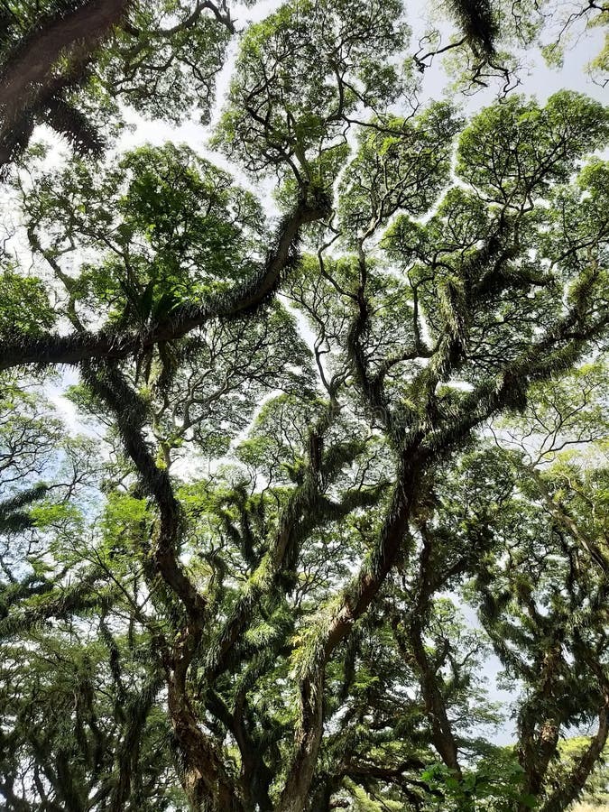The phenomenon of crown shyness where trees are reluctant to touch. stock photography