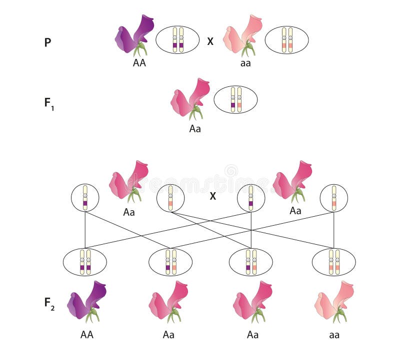 Phenotype ratio. The phenotype of an organism is the composite of the organism`s observable characteristics or traits