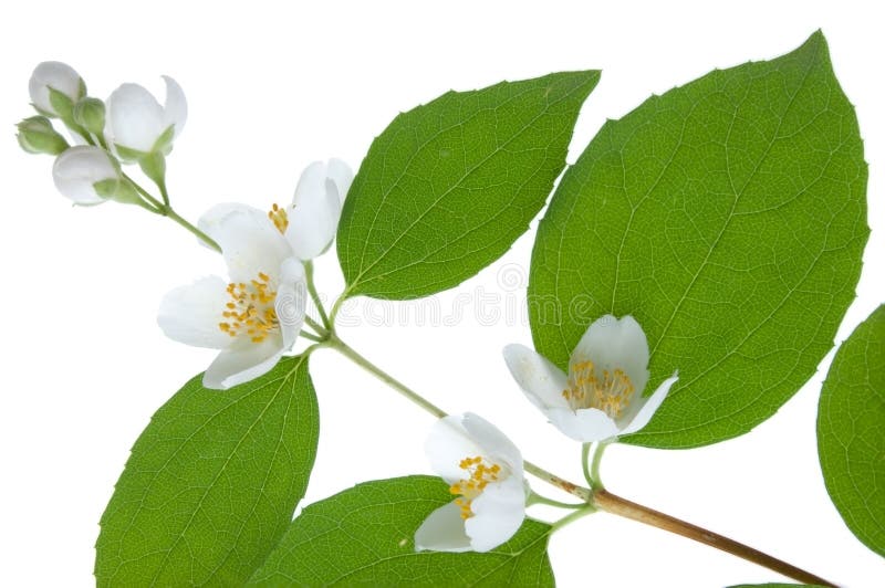 Philadelphus blossom