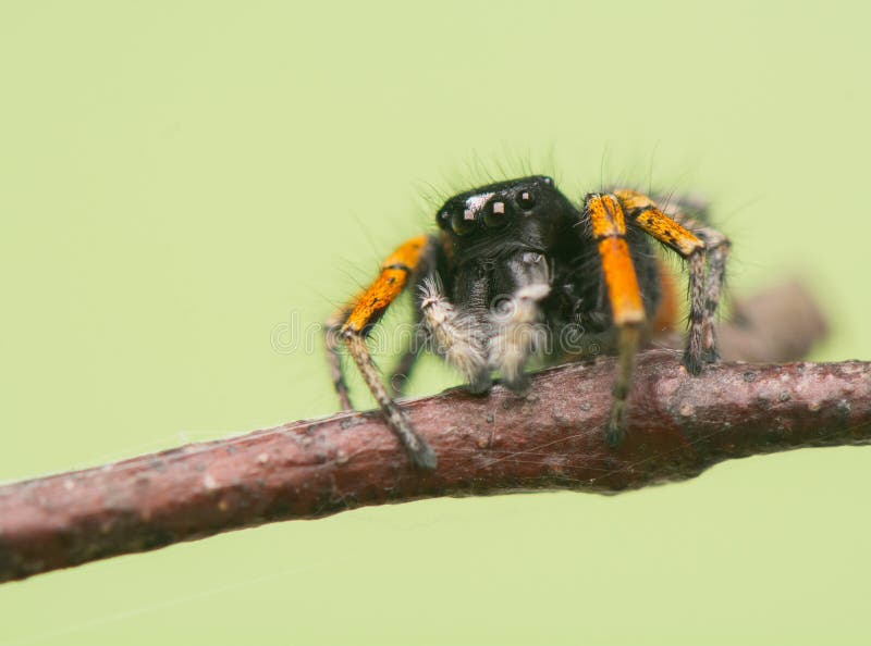 Philaeus chrysops -跳跃的蜘蛛 图库摄影