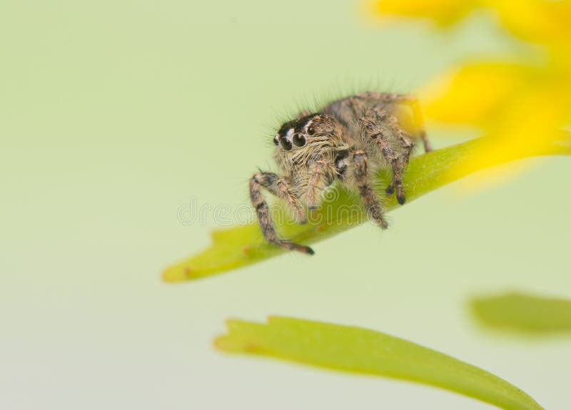 Philaeus chrysops -跳跃的蜘蛛 免版税库存照片
