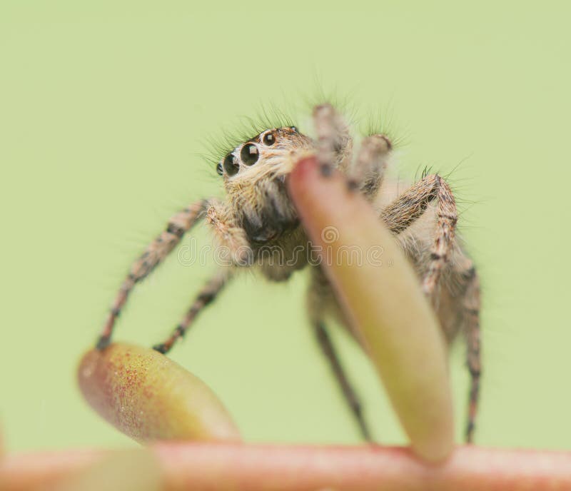 Philaeus chrysops -跳跃的蜘蛛 免版税库存图片