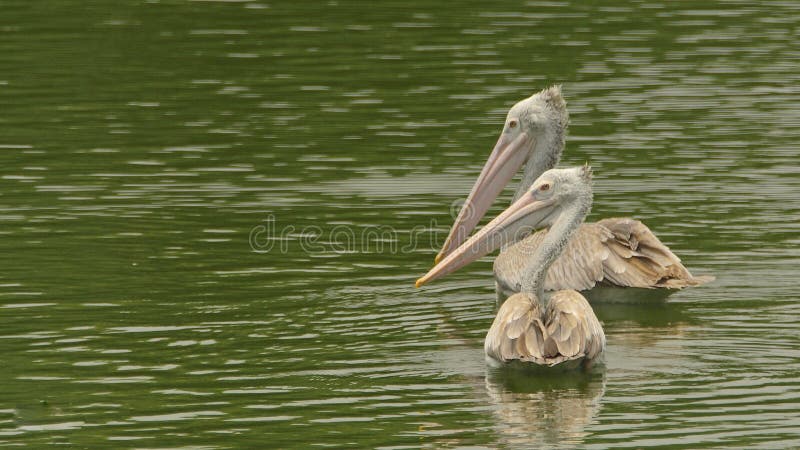 Philippensis del Pelecanus - los pares de punto cargaron en cuenta los pelícanos que nadaban en un lago sereno imágenes de archivo libres de regalías Philippensis del Pelecanus - los pares de punto cargaron en cuenta los pelícanos que nadaban en un lago sereno imágenes de archivo libres de regalías