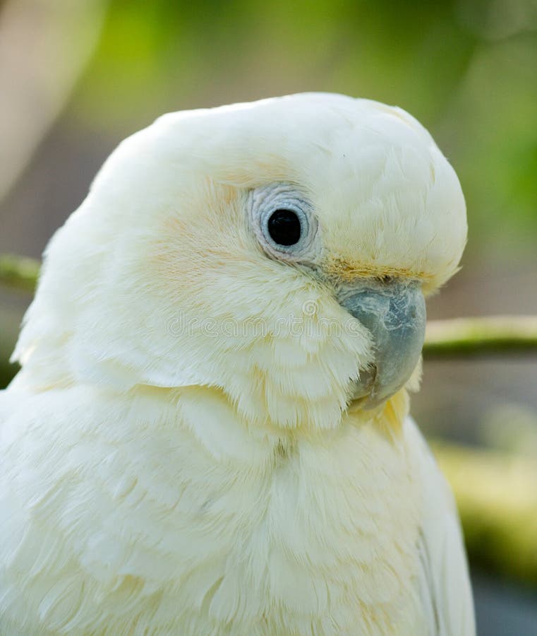 Philippine Cockatoo stock image. Image of bird, beak, exotic 2624959
