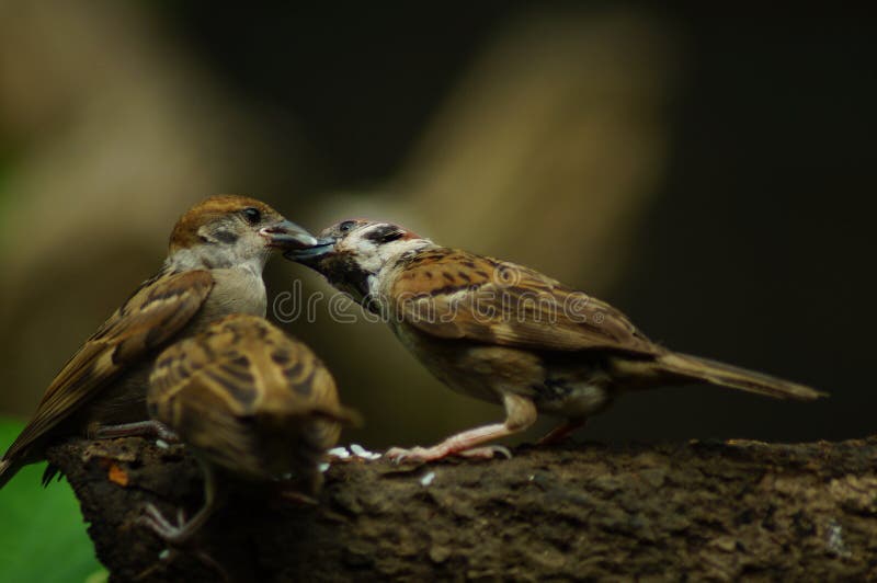 546 Maya Bird Photos Free Royalty Free Stock Photos From Dreamstime 546 Maya Bird Photos Free Royalty Free Stock Photos From Dreamstime