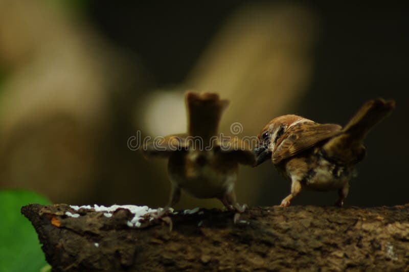 546 Maya Bird Photos Free Royalty Free Stock Photos From Dreamstime 546 Maya Bird Photos Free Royalty Free Stock Photos From Dreamstime
