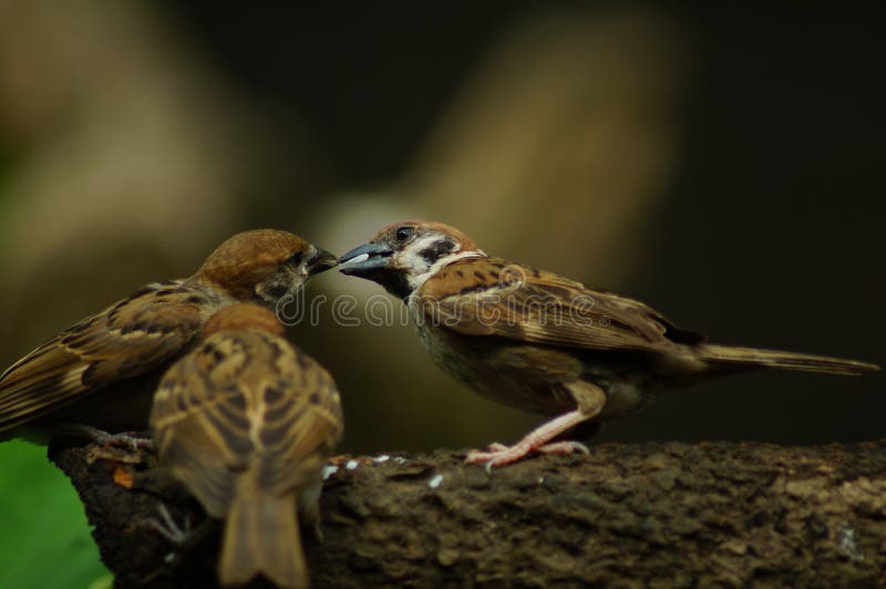546 Maya Bird Photos Free Royalty Free Stock Photos From Dreamstime 546 Maya Bird Photos Free Royalty Free Stock Photos From Dreamstime