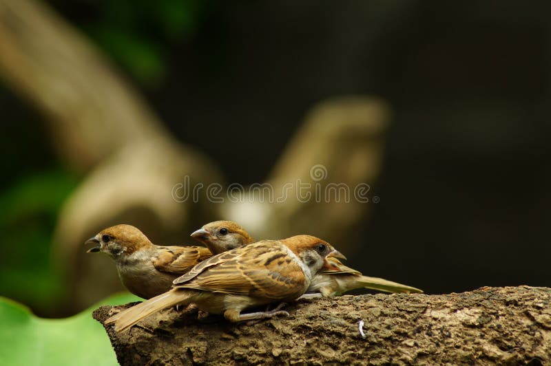 546 Maya Bird Photos Free Royalty Free Stock Photos From Dreamstime 546 Maya Bird Photos Free Royalty Free Stock Photos From Dreamstime