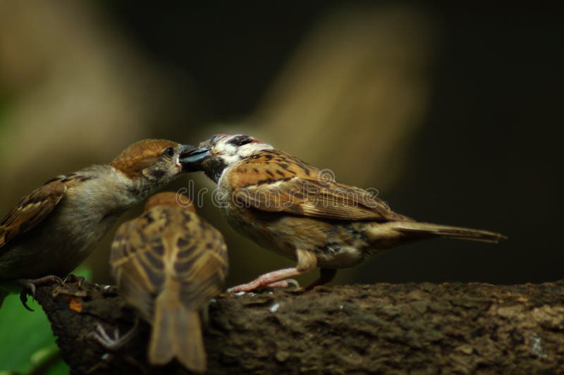546 Maya Bird Photos Free Royalty Free Stock Photos From Dreamstime 546 Maya Bird Photos Free Royalty Free Stock Photos From Dreamstime