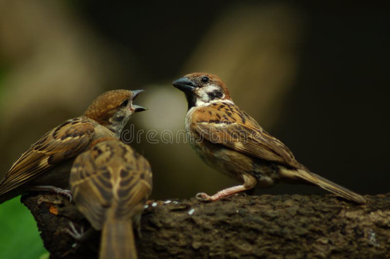 546 Maya Bird Photos Free Royalty Free Stock Photos From Dreamstime 546 Maya Bird Photos Free Royalty Free Stock Photos From Dreamstime