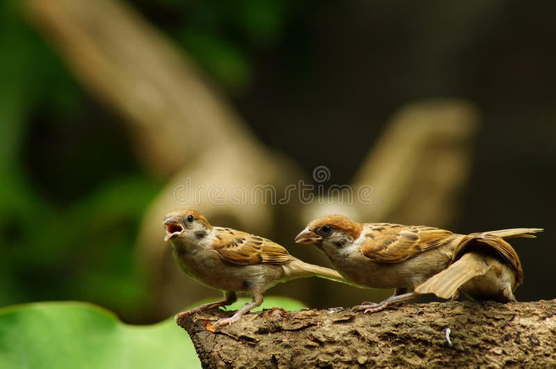546 Maya Bird Photos Free Royalty Free Stock Photos From Dreamstime 546 Maya Bird Photos Free Royalty Free Stock Photos From Dreamstime