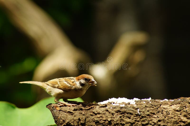 546 Maya Bird Photos Free Royalty Free Stock Photos From Dreamstime 546 Maya Bird Photos Free Royalty Free Stock Photos From Dreamstime