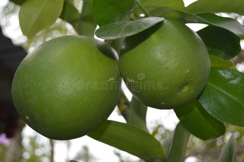 Philippine Native Pomelo Scientific Name Citrus Maxima Stock Image