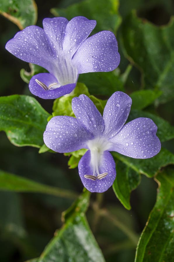 Philippine violet flower stock image. Image of violet 47663059
