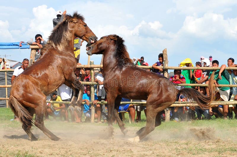 Philippines, Mindanao, Horse fight