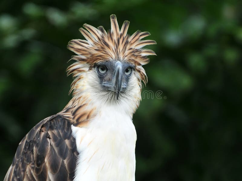 Philippine Eagle or the Monkey-eating Eagle is a very rare bird in the world. Philippine Eagle or the Monkey-eating Eagle is a very rare bird in the world.