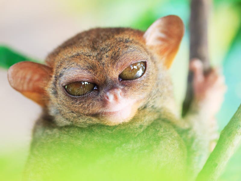 Phillipine tarsier royalty free stock images