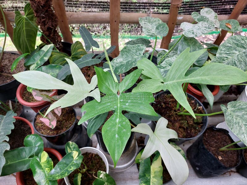 Philodendron Florida Ghost Mint with Green Leaves Stock Image Image