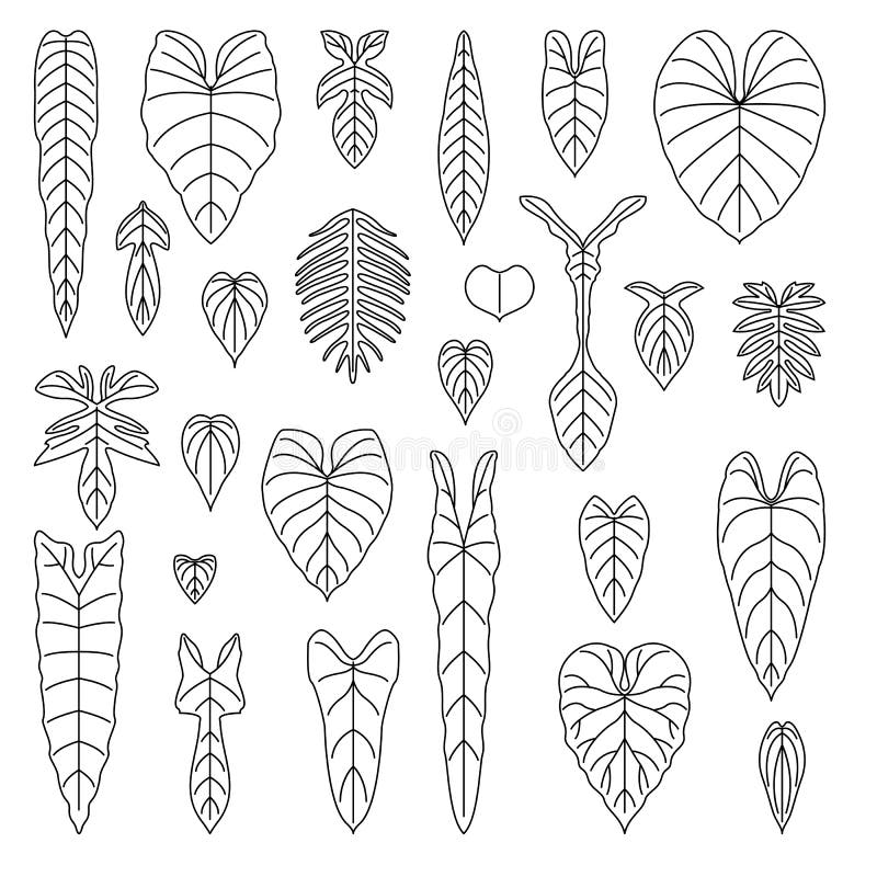 Philodendron species leaf line icons set